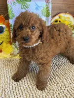 Charlotte, a female Miniature Labradoodle for sale in Gaffney, SC – 4 of 4