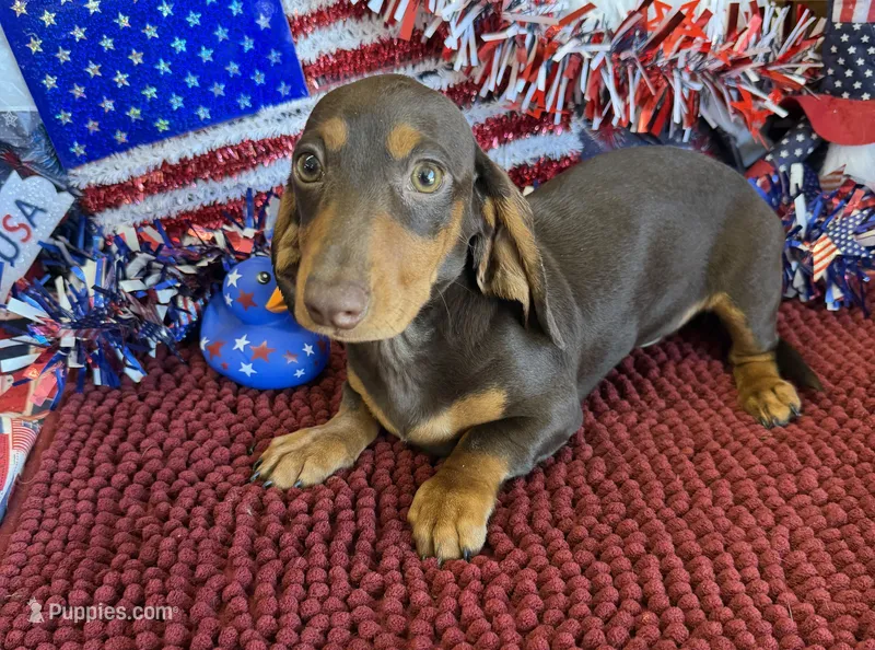 Earnie – Dachshund puppy for sale in Gaffney, SC