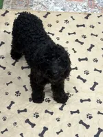 Rocky, a male Cockapoo for sale in Gaffney, SC – 7 of 9