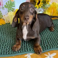 Benson, a male Miniature Dachshund for sale in Gaffney, SC – 3 of 4