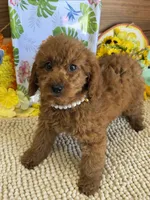 Charlotte, a female Miniature Labradoodle for sale in Gaffney, SC – 3 of 4