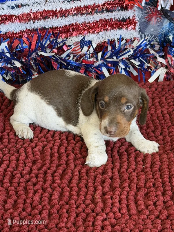 John – Dachshund puppy for sale in Gaffney, SC