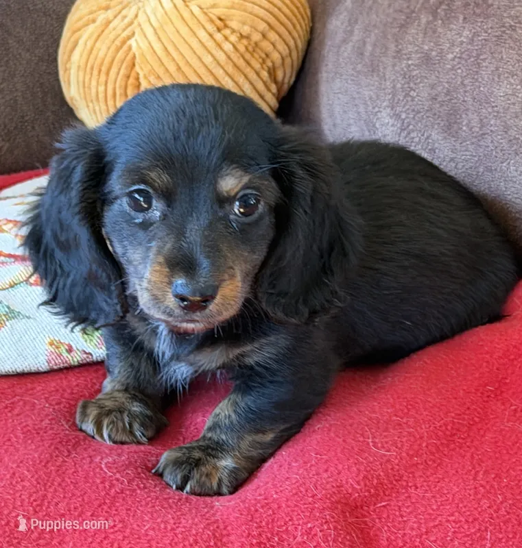 Toby – Miniature Dachshund puppy for sale in Gaffney, SC