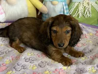 Waylan, a male Dachshund for sale in Gaffney, SC – Photo 2 of 3
