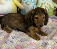 Waylan, a male Dachshund for sale in Gaffney, SC – Photo 3 of 3