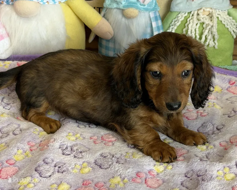 Waylan – Dachshund puppy for sale in Gaffney, SC