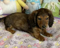 Waylan, a male Dachshund for sale in Gaffney, SC – Photo 1 of 3