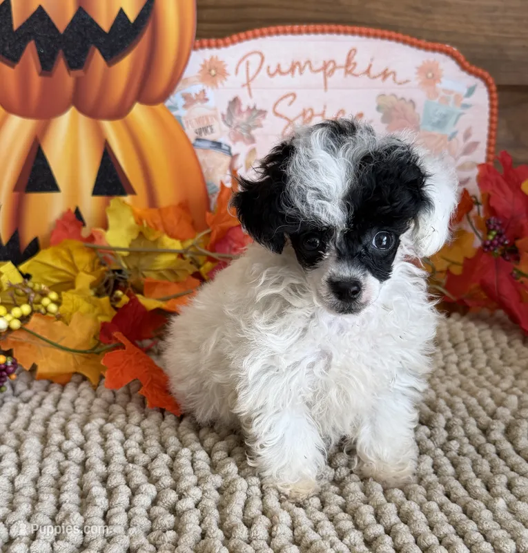 Princess – Poodle - Toy  puppy for sale in Gaffney, SC