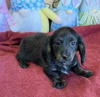 Spanky, a male Miniature Dachshund for sale in Gaffney, SC – Photo 3 of 3