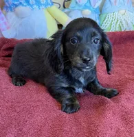 Spanky, a male Miniature Dachshund for sale in Gaffney, SC – Photo 2 of 3