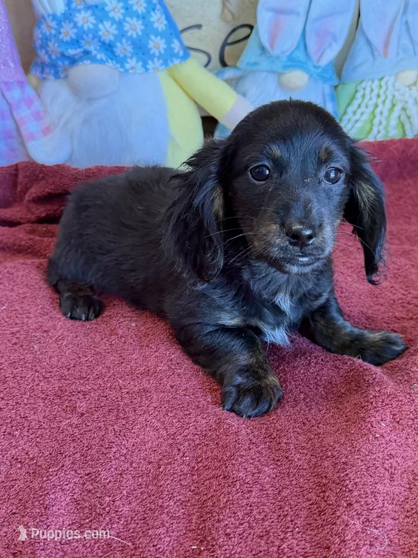 Spanky – Miniature Dachshund puppy for sale in Gaffney, SC