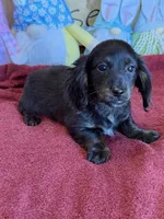 Spanky, a male Miniature Dachshund for sale in Gaffney, SC – Photo 1 of 3