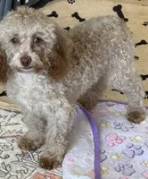 Bear, a male Cockapoo for sale in Gaffney, SC – 3 of 5