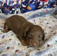 Wilson, a male Miniature Dachshund for sale in Gaffney, SC – 2 of 2