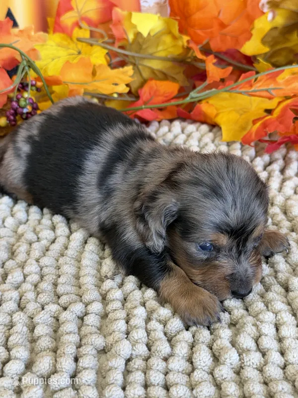 Slinky – Miniature Dachshund puppy for sale in Gaffney, SC