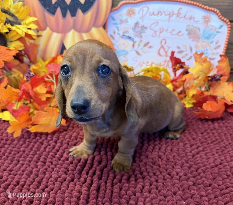 Reba – Miniature Dachshund puppy for sale in Gaffney, SC