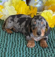 Razzle, a male Miniature Dachshund for sale in Gaffney, SC – 4 of 4