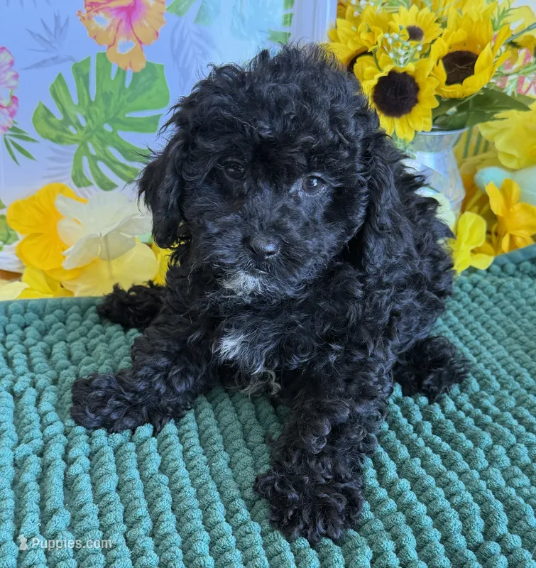 Scout – Cockapoo puppy for sale in Gaffney, SC