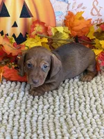 Hotshot, a male Miniature Dachshund for sale in Gaffney, SC – 3 of 3