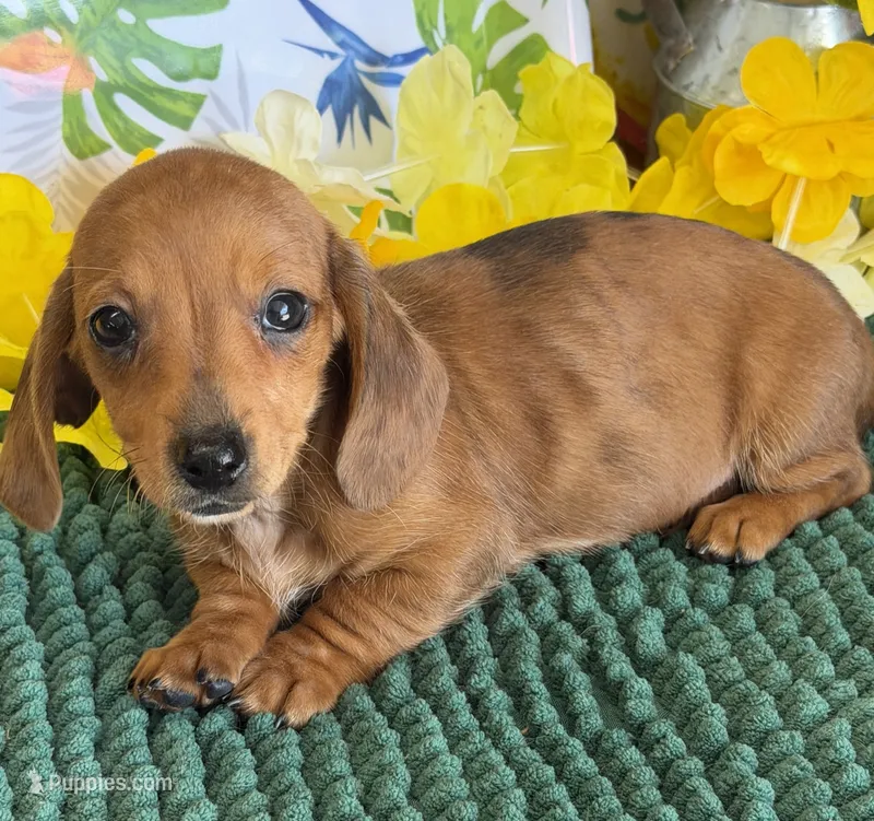 Reba 2 – Miniature Dachshund puppy for sale in Gaffney, SC