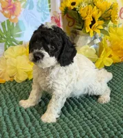 Moses, a male Cockapoo for sale in Gaffney, SC – 3 of 4
