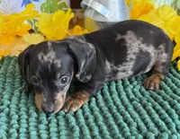 Poppy, a female Miniature Dachshund for sale in Gaffney, SC – 2 of 4