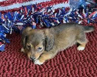 Hold- Arlayna, a male Miniature Dachshund for sale in Gaffney, SC – 2 of 3