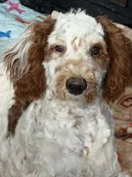 Buster, a male Miniature Goldendoodle for sale in Gaffney, SC – Photo 5 of 9