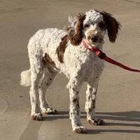 Buster, a male Miniature Goldendoodle for sale in Gaffney, SC – Photo 5 of 7