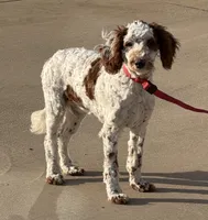 Buster, a male Miniature Goldendoodle for sale in Gaffney, SC – Photo 8 of 9