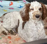 Buster, a male Miniature Goldendoodle for sale in Gaffney, SC – Photo 7 of 9