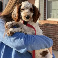 Buster, a male Miniature Goldendoodle for sale in Gaffney, SC – Photo 3 of 7