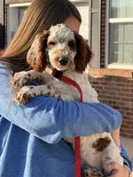 Buster, a male Miniature Goldendoodle for sale in Gaffney, SC – Photo 1 of 9