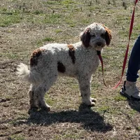 Buster, a male Miniature Goldendoodle for sale in Gaffney, SC – Photo 1 of 7
