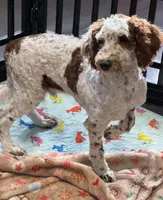 Buster, a male Miniature Goldendoodle for sale in Gaffney, SC – Photo 3 of 9