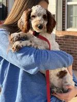 Buster, a male Miniature Goldendoodle for sale in Gaffney, SC – Photo 9 of 9