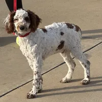 Buster, a male Miniature Goldendoodle for sale in Gaffney, SC – Photo 4 of 7