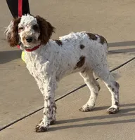 Buster, a male Miniature Goldendoodle for sale in Gaffney, SC – Photo 2 of 9