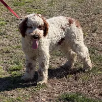 Buster, a male Miniature Goldendoodle for sale in Gaffney, SC – Photo 6 of 7