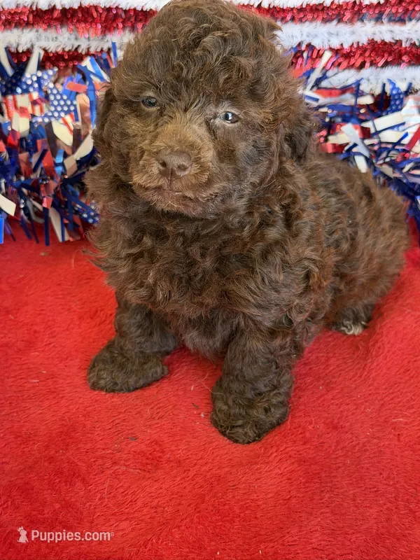 Tessa – Poodle - Toy  puppy for sale in Gaffney, SC