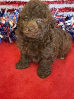 Tessa, a female Poodle - Toy  for sale in Gaffney, SC – 1 of 4