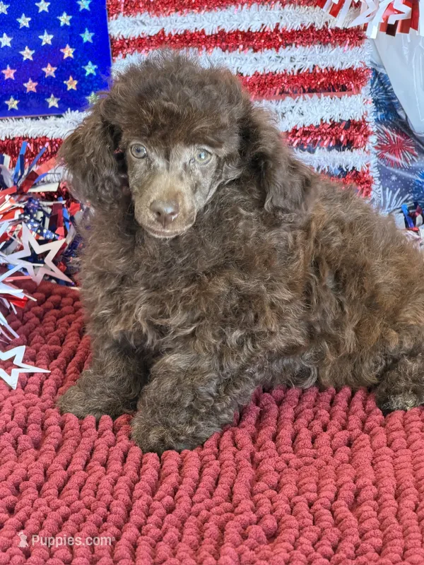 Tessa – Poodle - Toy  puppy for sale in Gaffney, SC
