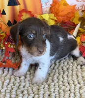 Mazzy, a female Miniature Dachshund for sale in Gaffney, SC – 3 of 3