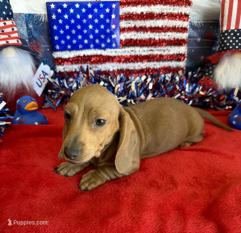 Melba – Dachshund puppy for sale in Gaffney, SC