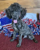 Rascal, a male Poodle - Toy  for sale in Gaffney, SC – 2 of 3
