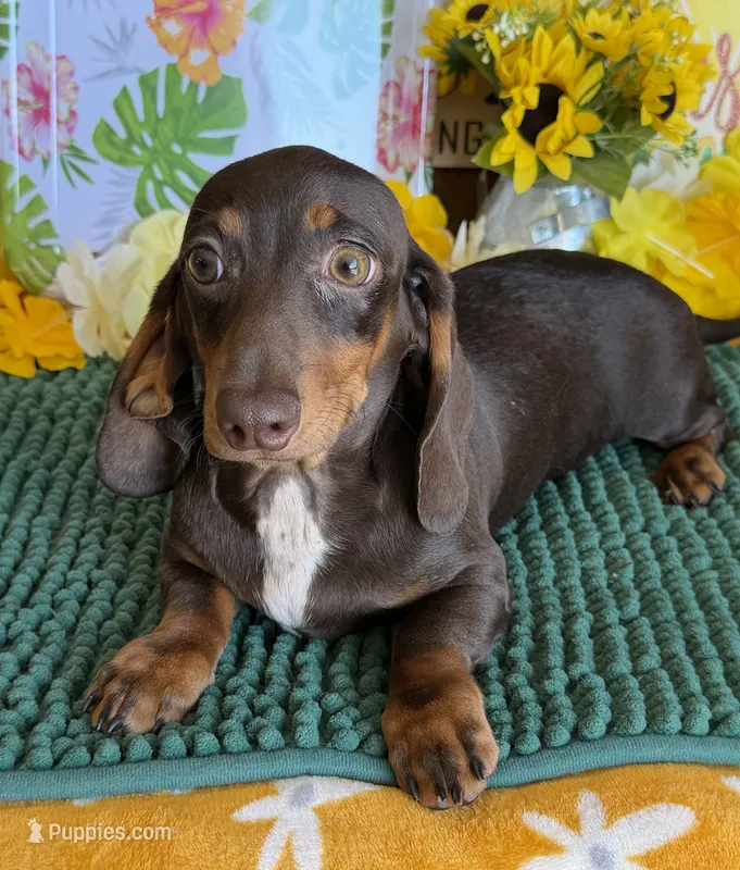 Benson – Miniature Dachshund puppy for sale in Gaffney, SC