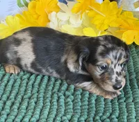 Annie, a female Miniature Dachshund for sale in Gaffney, SC – 2 of 3