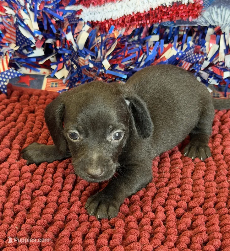 Solid Black Wire Boy – Miniature Dachshund puppy for sale in Gaffney, SC