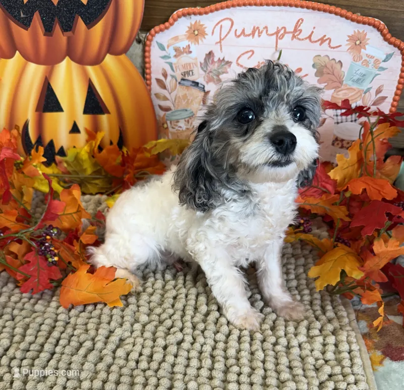 Buttons – Cockapoo puppy for sale in Gaffney, SC