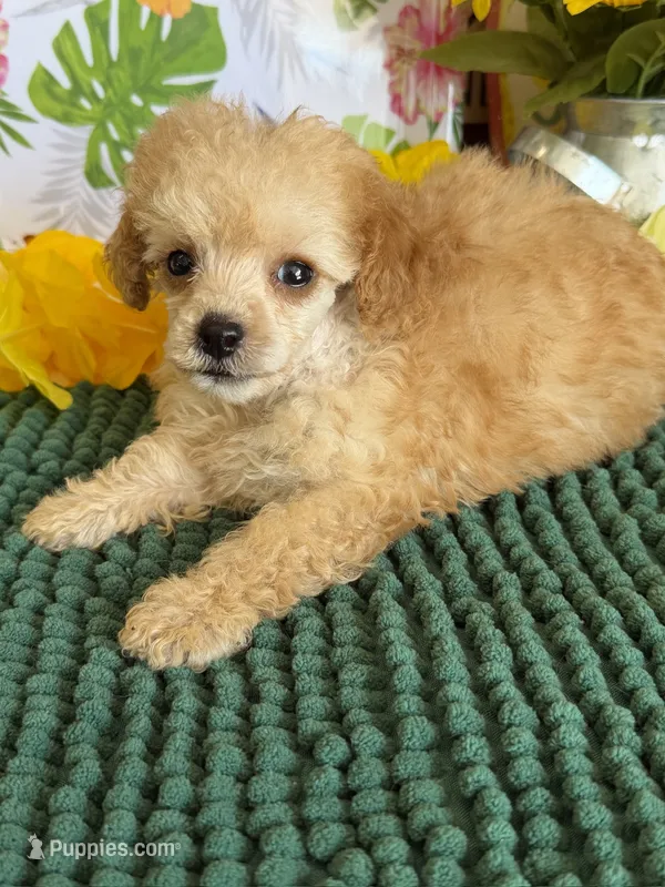 Fluffy Girl – Poodle - Toy  puppy for sale in Gaffney, SC